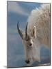 Rocky Mountain goat, Mount Evans Wilderness Area, Colorado-Maresa Pryor-Luzier-Mounted Photographic Print