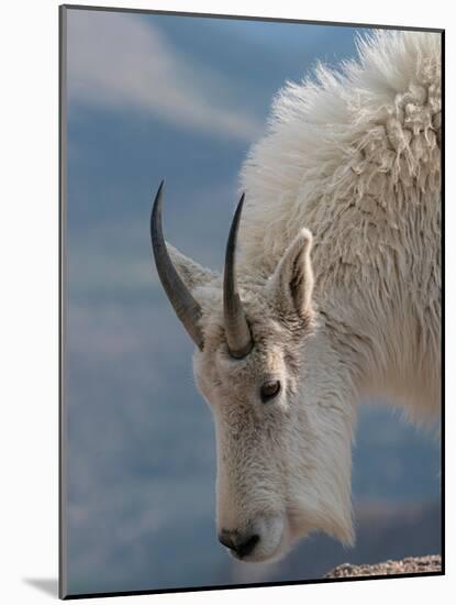 Rocky Mountain goat, Mount Evans Wilderness Area, Colorado-Maresa Pryor-Luzier-Mounted Photographic Print