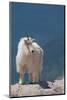 Rocky Mountain goat on ledge, Mount Evans Wilderness Area, Colorado-Maresa Pryor-Luzier-Mounted Photographic Print