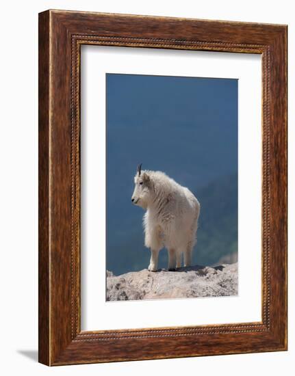 Rocky Mountain goat on ledge, Mount Evans Wilderness Area, Colorado-Maresa Pryor-Luzier-Framed Photographic Print