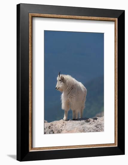 Rocky Mountain goat on ledge, Mount Evans Wilderness Area, Colorado-Maresa Pryor-Luzier-Framed Photographic Print