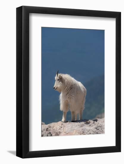 Rocky Mountain goat on ledge, Mount Evans Wilderness Area, Colorado-Maresa Pryor-Luzier-Framed Photographic Print