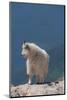 Rocky Mountain goat on ledge, Mount Evans Wilderness Area, Colorado-Maresa Pryor-Luzier-Mounted Photographic Print