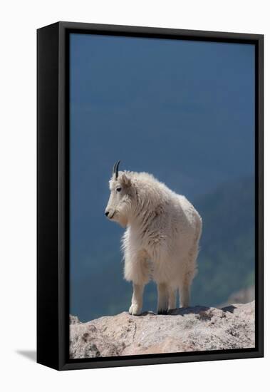 Rocky Mountain goat on ledge, Mount Evans Wilderness Area, Colorado-Maresa Pryor-Luzier-Framed Premier Image Canvas