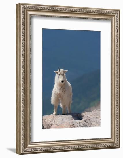 Rocky Mountain goat on ledge, Mount Evans Wilderness Area, Colorado-Maresa Pryor-Luzier-Framed Photographic Print