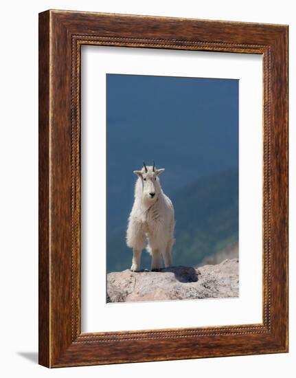 Rocky Mountain goat on ledge, Mount Evans Wilderness Area, Colorado-Maresa Pryor-Luzier-Framed Photographic Print