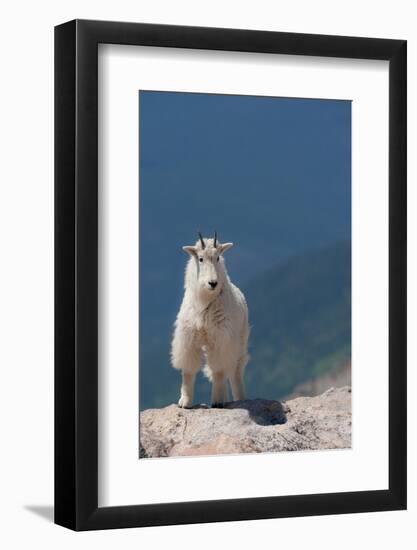 Rocky Mountain goat on ledge, Mount Evans Wilderness Area, Colorado-Maresa Pryor-Luzier-Framed Photographic Print