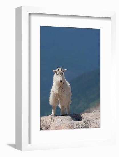 Rocky Mountain goat on ledge, Mount Evans Wilderness Area, Colorado-Maresa Pryor-Luzier-Framed Photographic Print