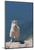 Rocky Mountain goat on ledge, Mount Evans Wilderness Area, Colorado-Maresa Pryor-Luzier-Mounted Photographic Print