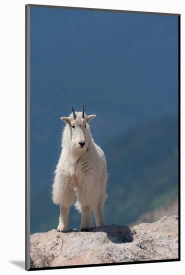 Rocky Mountain goat on ledge, Mount Evans Wilderness Area, Colorado-Maresa Pryor-Luzier-Mounted Photographic Print