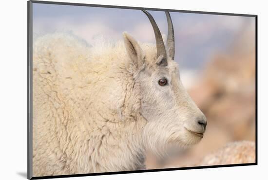 Rocky Mountain goat with salt minerals on its mouth, Mount Evans Wilderness Area, Colorado-Maresa Pryor-Luzier-Mounted Photographic Print