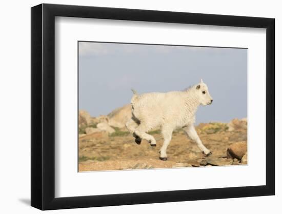 Rocky Mountain Goat-Lynn M^ Stone-Framed Photographic Print