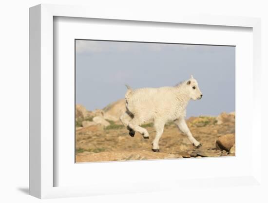 Rocky Mountain Goat-Lynn M^ Stone-Framed Photographic Print