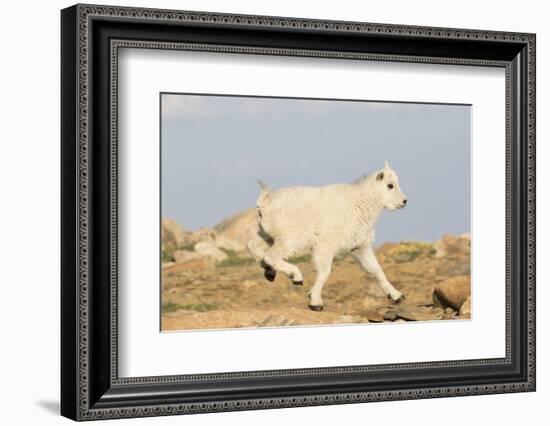 Rocky Mountain Goat-Lynn M^ Stone-Framed Photographic Print