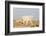 Rocky Mountain Goat-Lynn M^ Stone-Framed Photographic Print