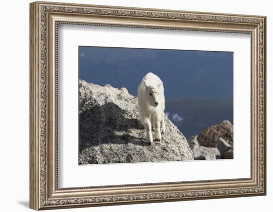 Rocky Mountain Goat-Lynn M^ Stone-Framed Photographic Print