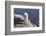 Rocky Mountain Goat-Lynn M^ Stone-Framed Photographic Print