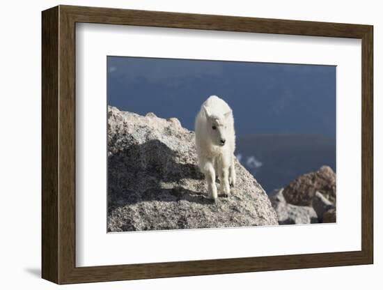 Rocky Mountain Goat-Lynn M^ Stone-Framed Photographic Print