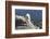 Rocky Mountain Goat-Lynn M^ Stone-Framed Photographic Print