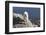 Rocky Mountain Goat-Lynn M^ Stone-Framed Photographic Print