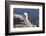 Rocky Mountain Goat-Lynn M^ Stone-Framed Photographic Print