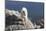 Rocky Mountain Goat-Lynn M^ Stone-Mounted Photographic Print