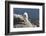 Rocky Mountain Goat-Lynn M^ Stone-Framed Photographic Print