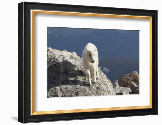 Rocky Mountain Goat-Lynn M^ Stone-Framed Photographic Print