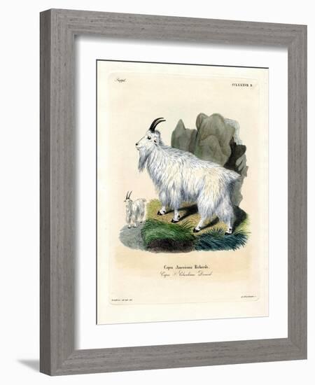 Rocky Mountain Goat-null-Framed Giclee Print