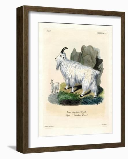 Rocky Mountain Goat-null-Framed Giclee Print