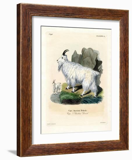 Rocky Mountain Goat-null-Framed Giclee Print