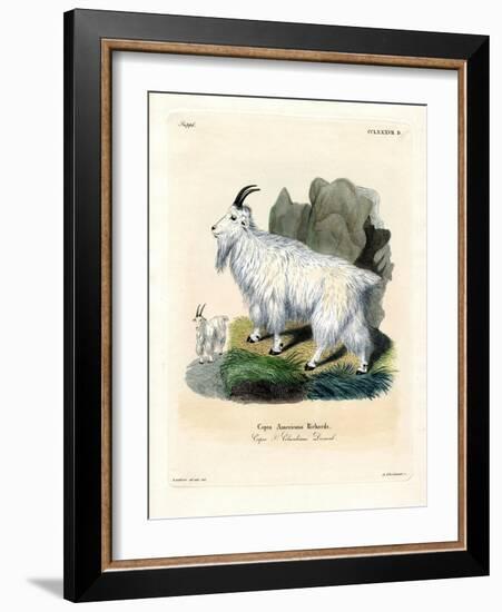 Rocky Mountain Goat-null-Framed Giclee Print