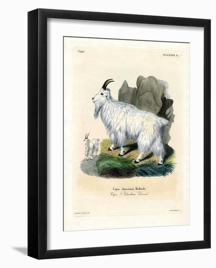 Rocky Mountain Goat-null-Framed Giclee Print