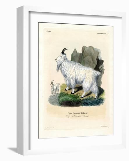 Rocky Mountain Goat-null-Framed Giclee Print