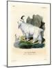 Rocky Mountain Goat-null-Mounted Giclee Print