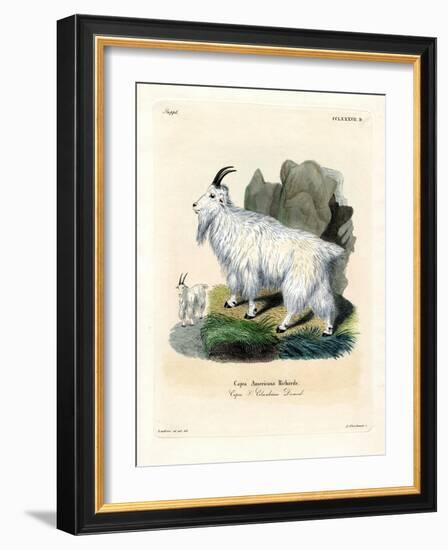 Rocky Mountain Goat-null-Framed Giclee Print