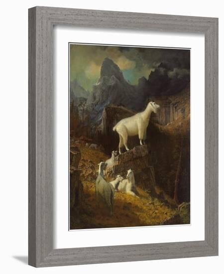 Rocky Mountain Goats, C.1885-Albert Bierstadt-Framed Giclee Print