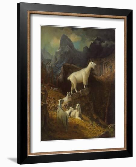 Rocky Mountain Goats, C.1885-Albert Bierstadt-Framed Giclee Print