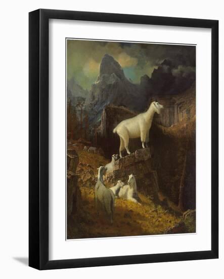 Rocky Mountain Goats, C.1885-Albert Bierstadt-Framed Giclee Print