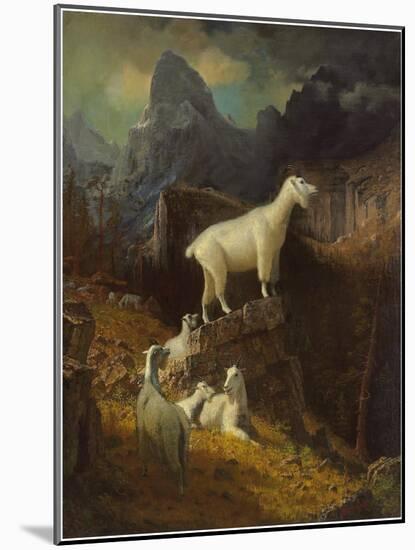 Rocky Mountain Goats, C.1885-Albert Bierstadt-Mounted Giclee Print