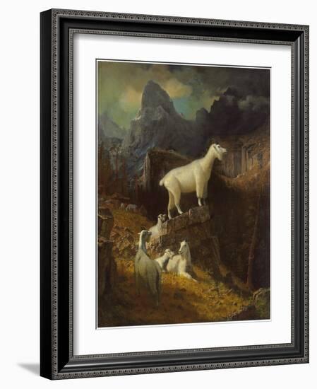 Rocky Mountain Goats, C.1885-Albert Bierstadt-Framed Giclee Print