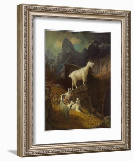 Rocky Mountain Goats, C.1885-Albert Bierstadt-Framed Giclee Print