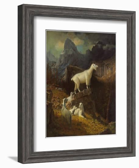 Rocky Mountain Goats, C.1885-Albert Bierstadt-Framed Giclee Print