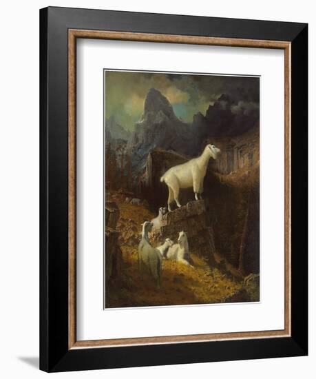 Rocky Mountain Goats, C.1885-Albert Bierstadt-Framed Giclee Print