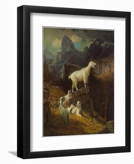 Rocky Mountain Goats, C.1885-Albert Bierstadt-Framed Giclee Print