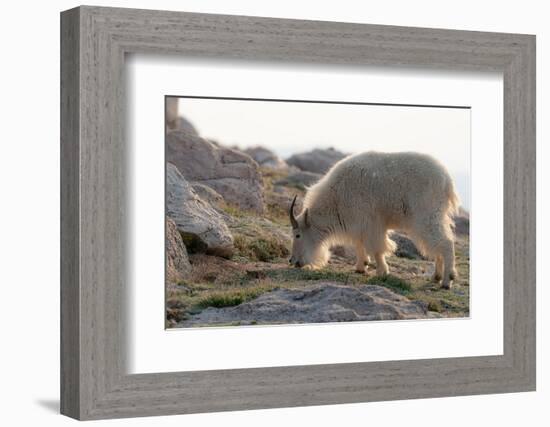 Rocky Mountain goats coming to  summit to look for minerals, Mount Evans Wilderness Area, Colorado-Maresa Pryor-Luzier-Framed Photographic Print