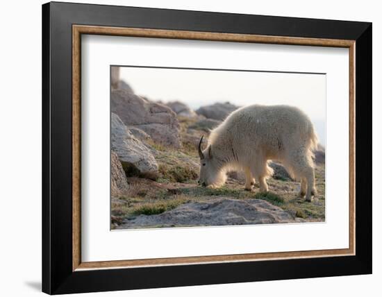 Rocky Mountain goats coming to  summit to look for minerals, Mount Evans Wilderness Area, Colorado-Maresa Pryor-Luzier-Framed Photographic Print