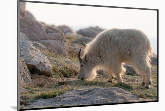 Rocky Mountain goats coming to  summit to look for minerals, Mount Evans Wilderness Area, Colorado-Maresa Pryor-Luzier-Mounted Photographic Print