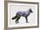 Rocky Mountain Grey Wolf-Davies Babies-Framed Art Print