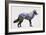 Rocky Mountain Grey Wolf-Davies Babies-Framed Art Print